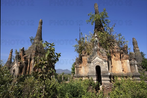 Pagoda Forest