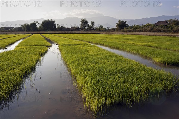 Rice paddies in the evening light