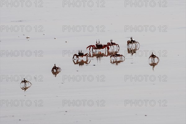 Crabs (Brachyura) on the beach of Ngapali Beach