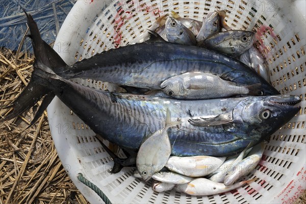 Freshly caught fish in a basket