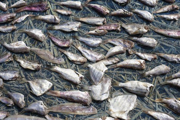 Fish laid out to dry