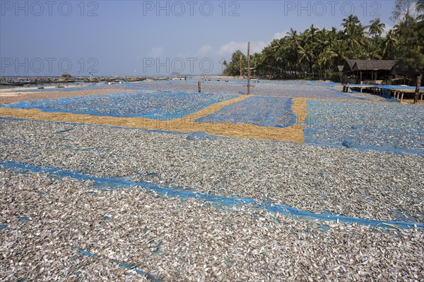 Fish drying on blue nets on the beach of the fishing village Ngapali