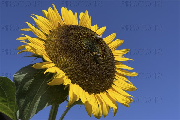 Sunflower (Helianthus annuus)