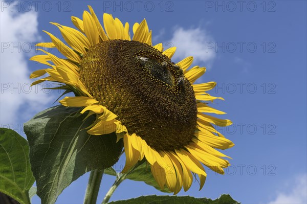 Sunflower (Helianthus annuus)