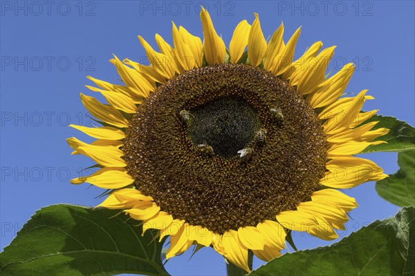 Sunflower (Helianthus annuus)