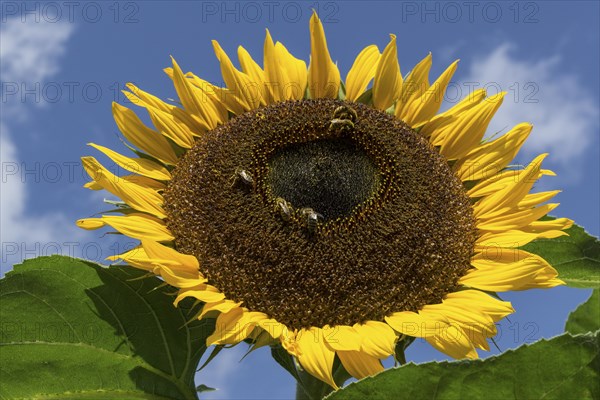 Sunflower (Helianthus annuus)