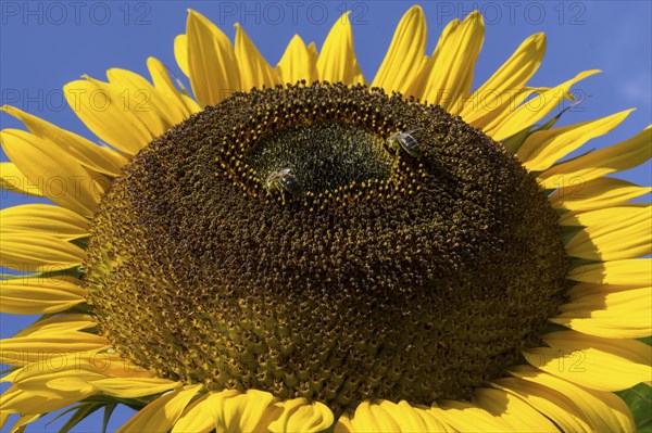 Sunflower (Helianthus annuus)