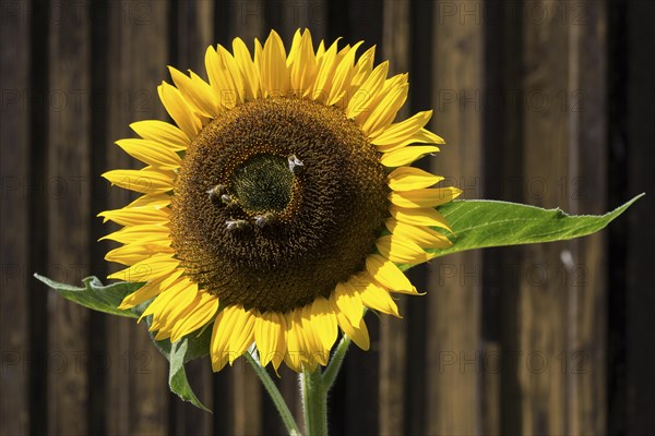 Sunflower (Helianthus annuus)