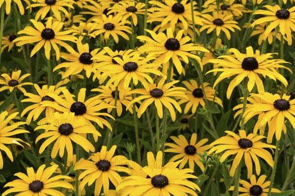 Orange coneflower (Rudbeckia fulgida)