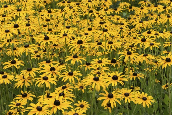 Orange coneflower (Rudbeckia fulgida)