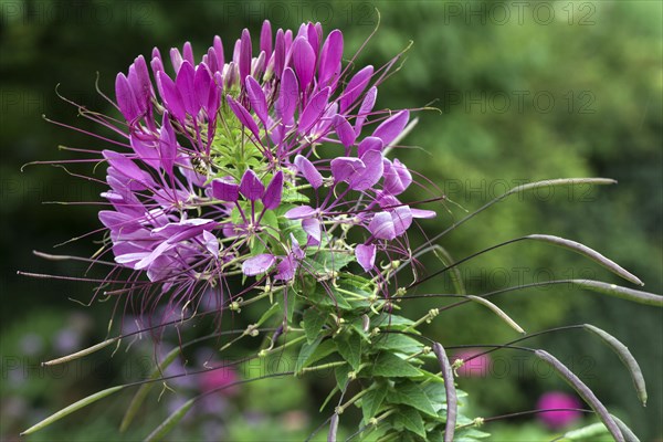 Spider flower (Tarenaya hassleriana)