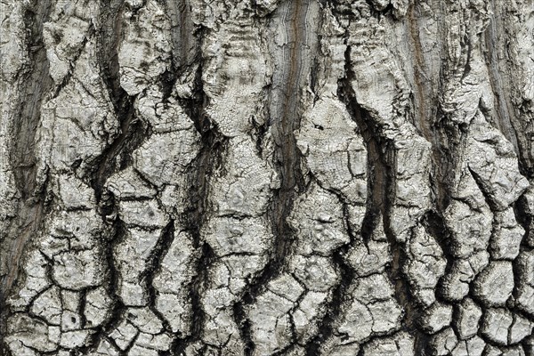 Elephant's foot (Beaucarnea stricta) tree bark