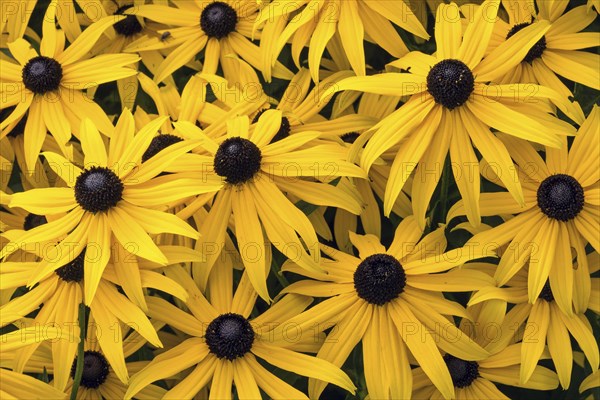 Orange coneflower (Rudbeckia fulgida)