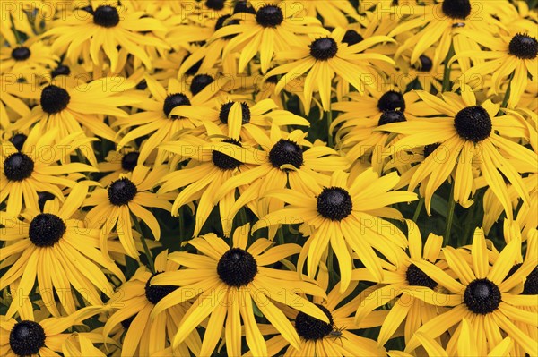 Orange coneflower (Rudbeckia fulgida)