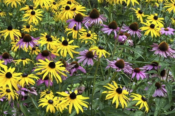 Orange coneflower (Rudbeckia fulgida) and purple coneflower (Echinacea purpurea)