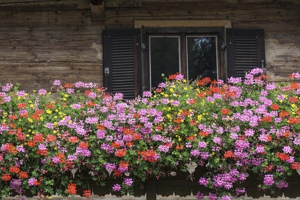 Geraniums or pelargoniums (Pelargonium) in front of a window of an old farmhouse in Bad Heilbrunn