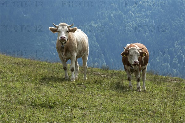 Two cows on a meadow