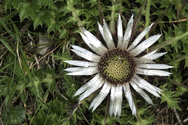 Stemless carline thistle (Carlina acaulis)