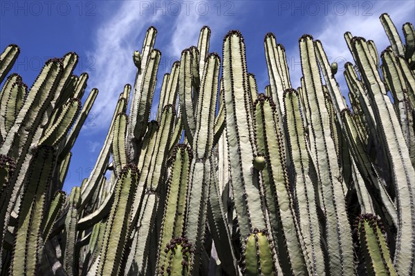 Candelabra trees (Euphorbia candelabrum)