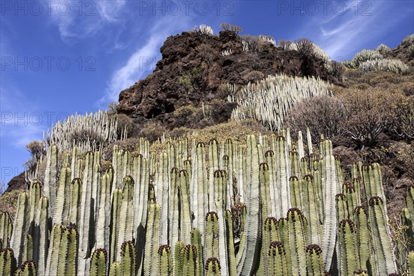 Candelabra trees (Euphorbia candelabrum)