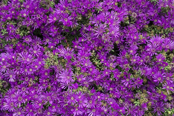 Trailing Iceplant (Delosperma cooperi)