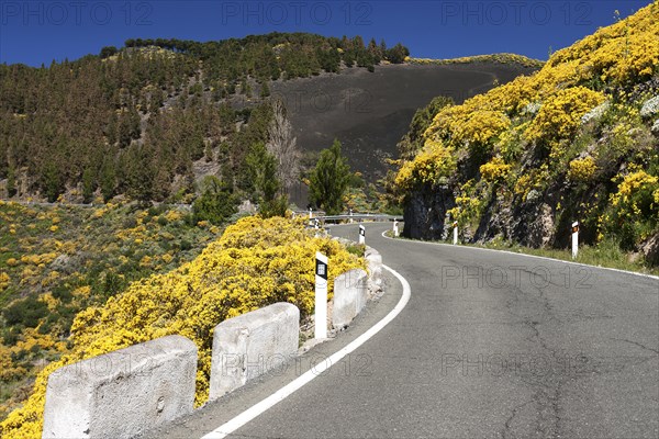 Yellow flowering dyer's greenweed (Genista) along the road