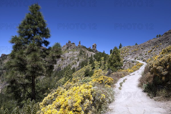 Walking path to Roque Nublo