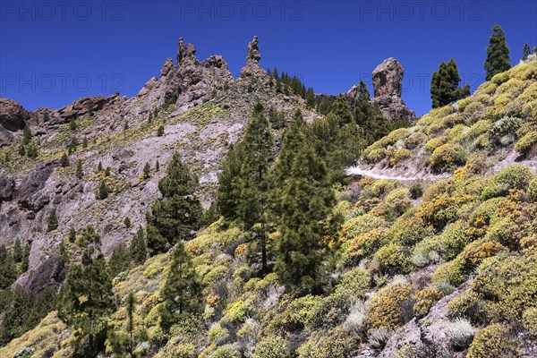 Walking path to Roque Nublo