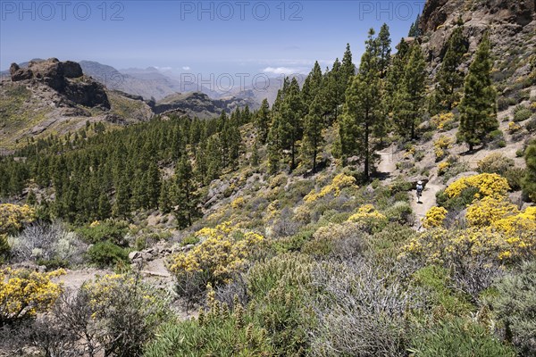 View to the hiking trail around the Roque Nublo