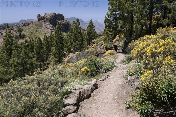 Trail around the Roque Nublo