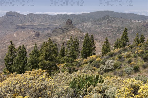 View from the trail to the Roque Nublo