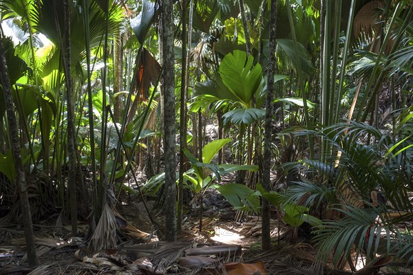 Vegetation in the Vallee de Mai National Park