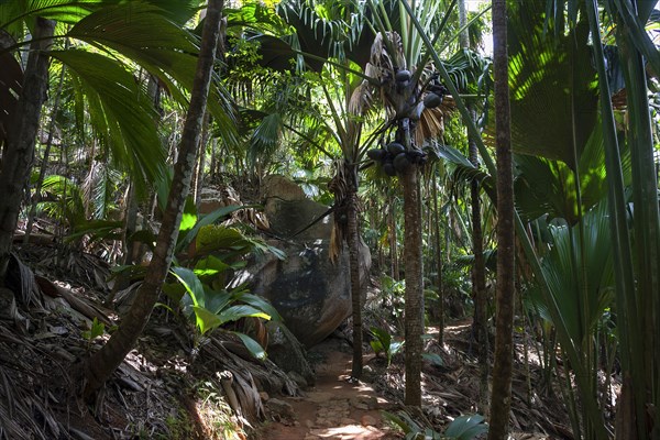 Path and vegetation in the Vallee de Mai National Park