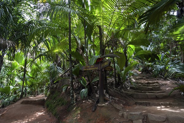 Paths and vegetation in the Vallee de Mai National Park