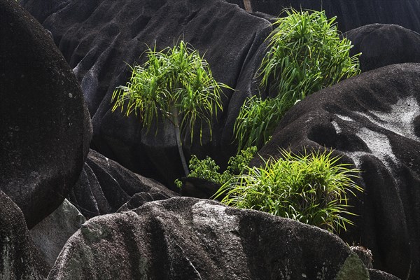 Pandanaceae (Pandanaceae) growing between black granite rocks