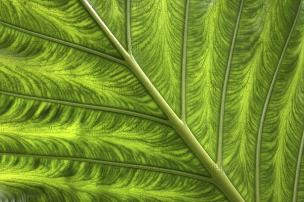 Giant Taro or Elephant Ear Taro (Alosasia macrorrhizos) leaf