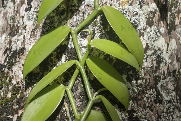 Vanilla plant (Vanilla sp.)