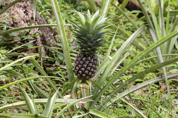 Pineapple (Ananas comosus)