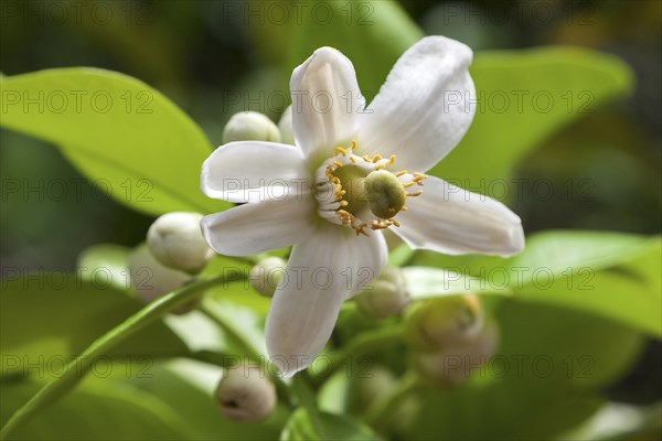 Lemon (Citrus x limon) blossom