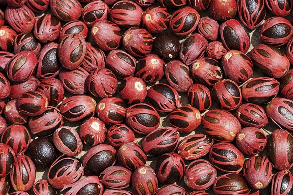 Nutmeg (Myristica fragrans) laid out to dry