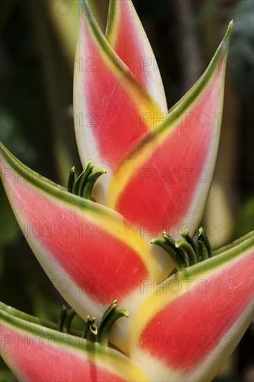 Heliconia (Heliconia wagneriana) blossom