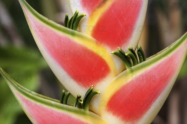 Heliconia (Heliconia wagneriana) blossom