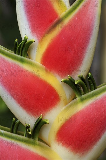 Heliconia (Heliconia wagneriana) blossom