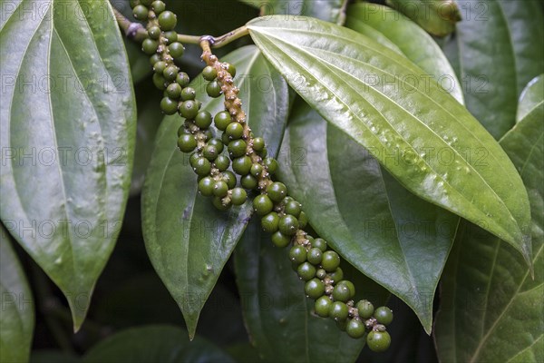 Peppercorns on pepper plant (Piper nigrum)