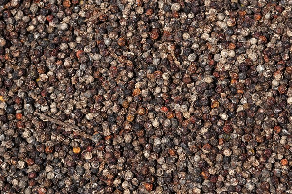 Peppercorns (Piper nigrum) laid out to dry