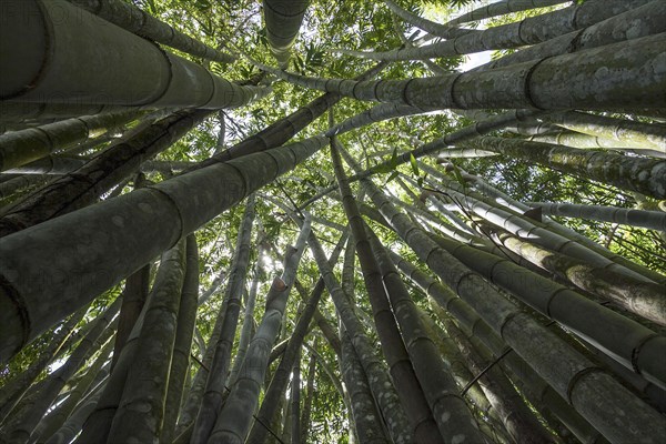 Giant Bamboo or Dragon Bamboo (Dendrocalamus giganteus)