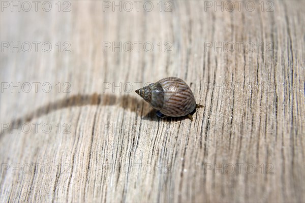 Sea snail (Littoraria coccinea glabrata)