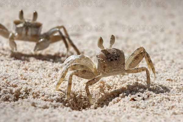 Ghost crab (Ocypode sp.)