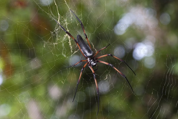 Golden silk orb-weaver (Nephila madagascariensis inaurata) waiting in its web