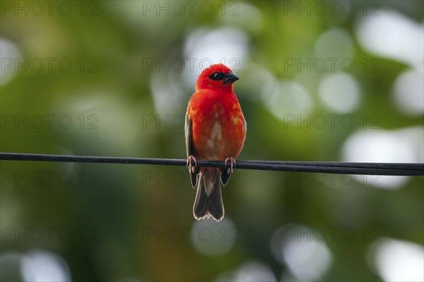 Red fody (Foudia madagascariensis)